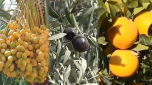 ننګرهار کانال
