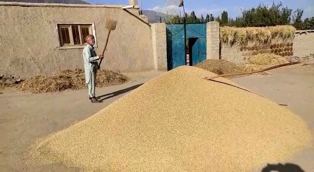 شولې