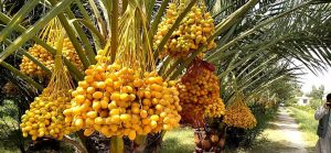 ننګرهار خرما