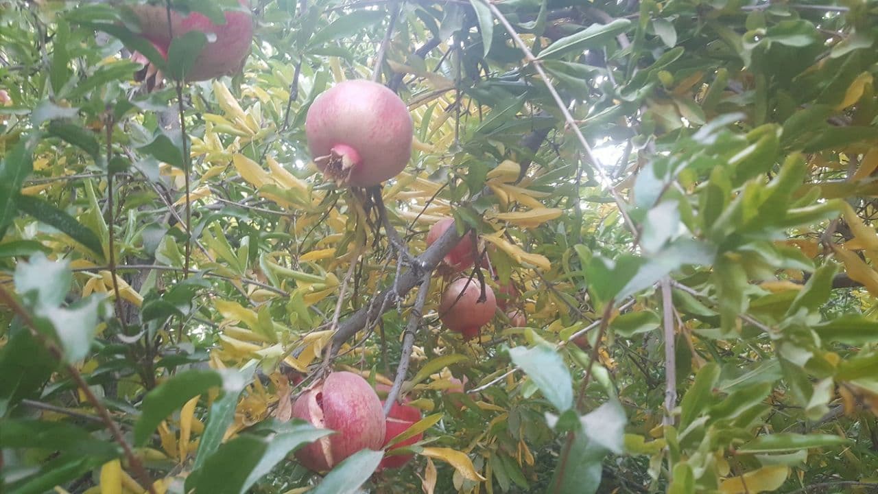 انار