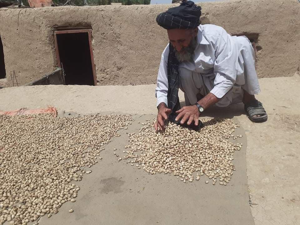 پسته
