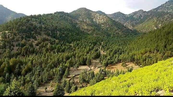 پکتیکا