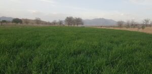 پټی