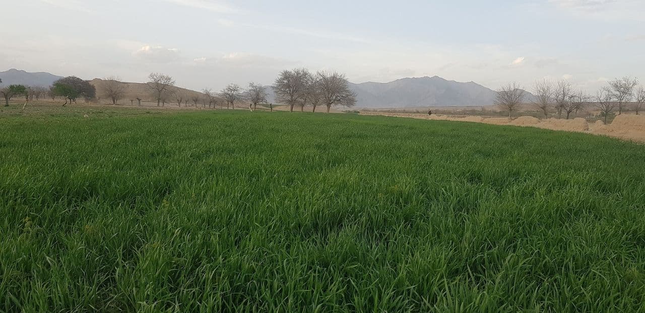پټی