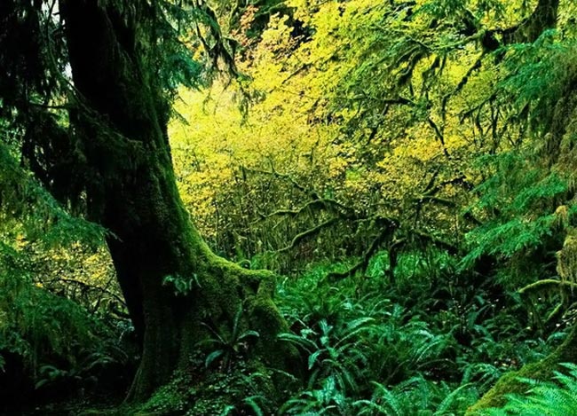 Congo_jungle_in_Africa