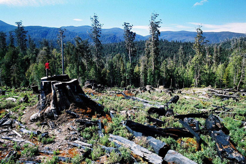 tas-forest-logged
