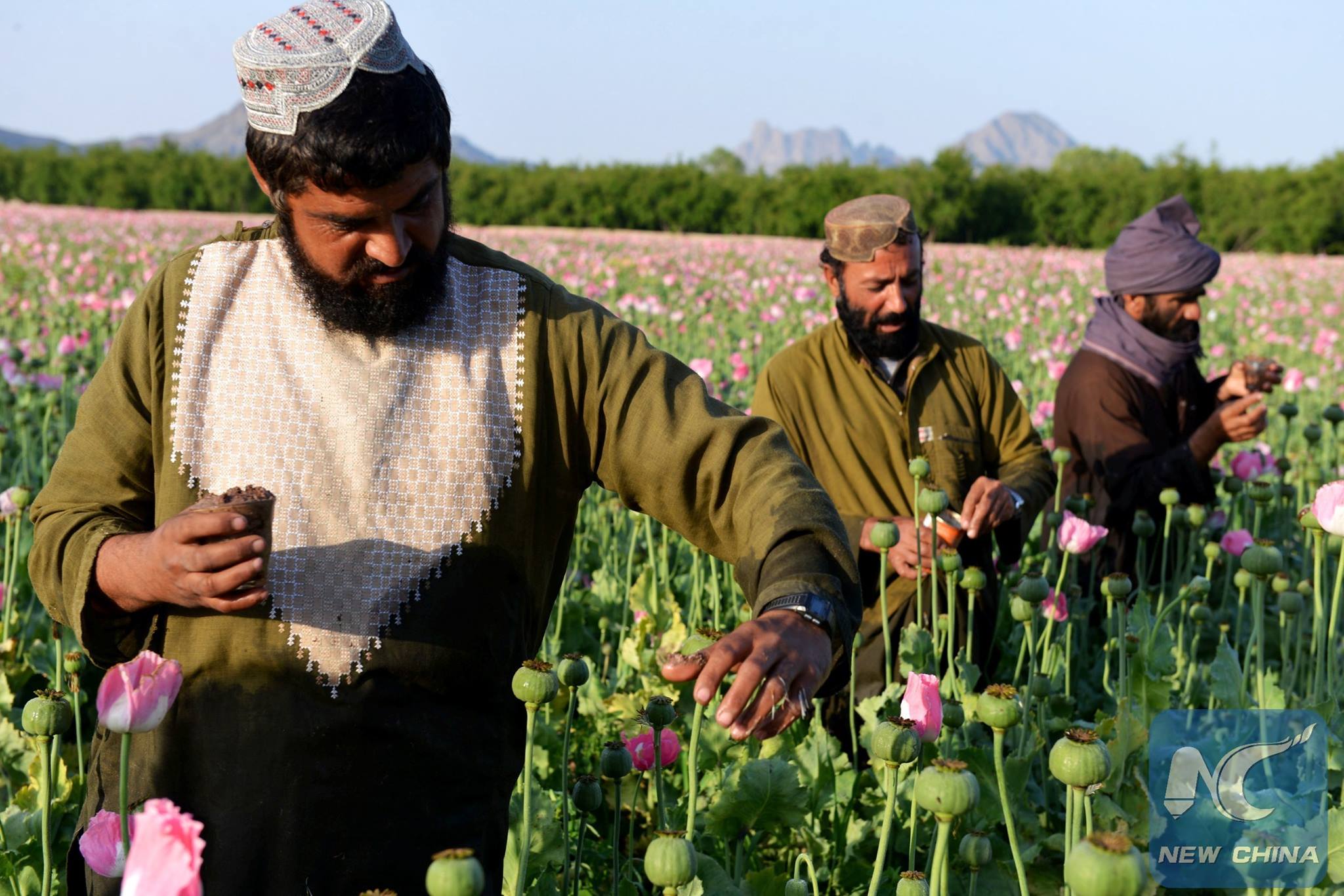 یک کشاورز افغان در یک مزرعه خشخاش در ولایت قندهار، در جنوب افغانستان، کار می کند. 12 اپریل 2016. (عکس از ثناالله سیام).