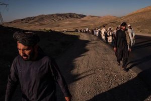 نیلوفری که در مرداب رُست