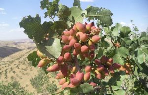 پسته‌ی بادغیس دیگر خندان نیست