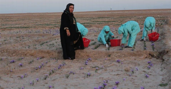 خانم شمایل عزیزی باشندهی ولسوالی گذرهی ولایت هرات