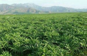 آنغوزه‌ی هرات؛ رقیب زعفران، رفیق مردم