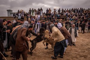 در میدان سگ‌جنگی افغان‌ها، فقط سگ‌ها نمی‌جنگند