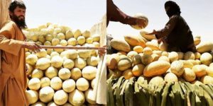 حاصلات خربزه‌ی نیمروز