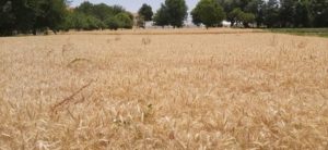 افزایش حاصلات گندم بادغیس