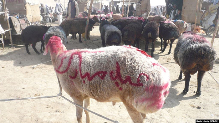 تب کریمه کنگو؛ وزارت صحت: «مراقب این ‌بیماری در عید قربان باشید»