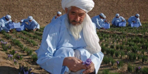 بابای زعفران افغانستان