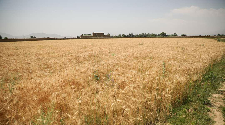 گندم افغانستان