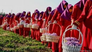 زعفران افغانستان