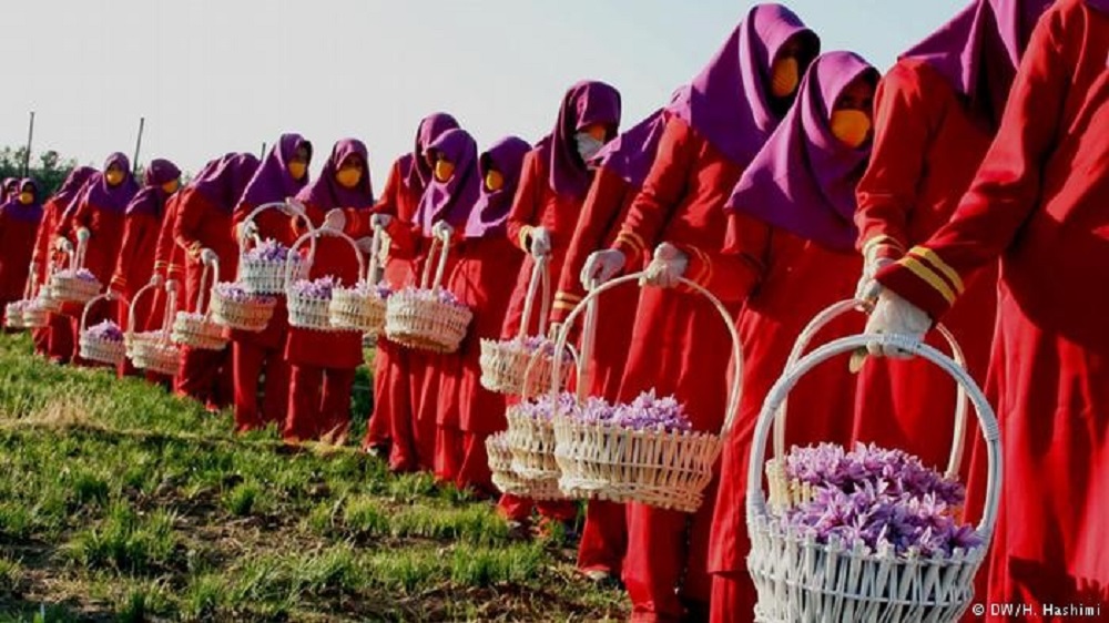 زعفران افغانستان
