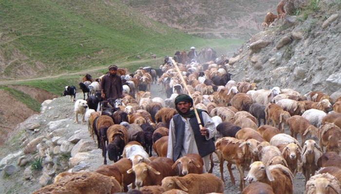داستان رمه‌ی گوسفندان و ماین 40 هزاری طالبان