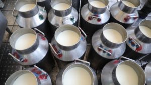 تولیدات شیر افغانستان