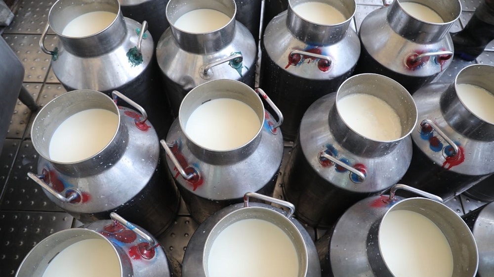 تولیدات شیر افغانستان