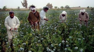 افزایش کشت کوکنار در افغانستان