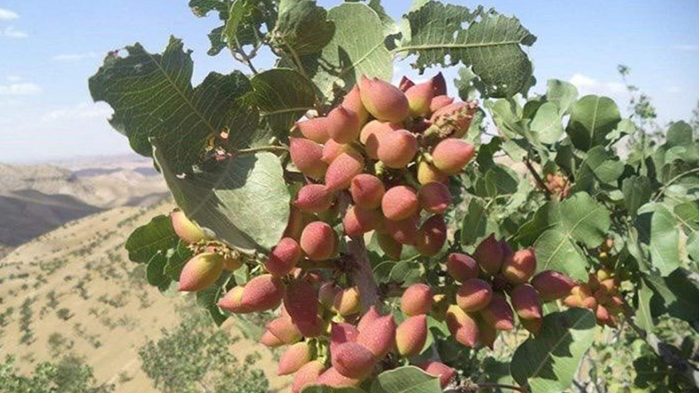 پسته بادغیس