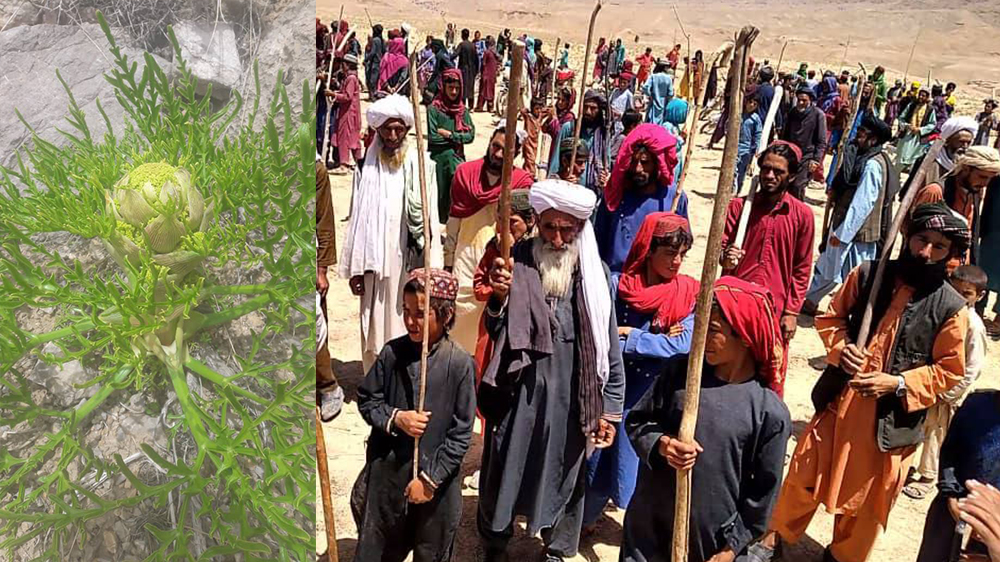 اجاره دادن کوه‌های پرچمن فراه از سوی طالبان به هلمندی‌ها