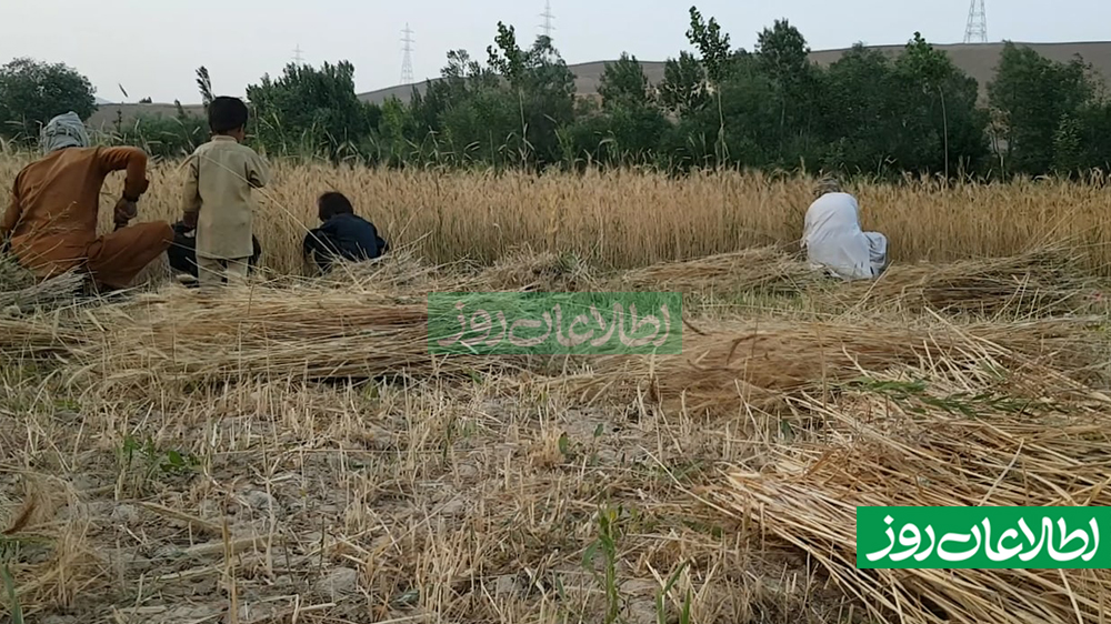 ممنوعیت درو کردن گندم توسط تراکتور در پکتیکا
