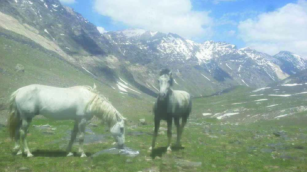 تیرباران مواشی در پنجشیر
