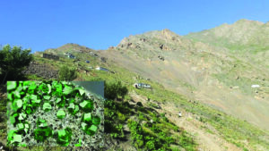 مقام‌های طالبان در پنجشیر عواید زمرد این ولایت را «حیف‌ومیل کرده‌اند»