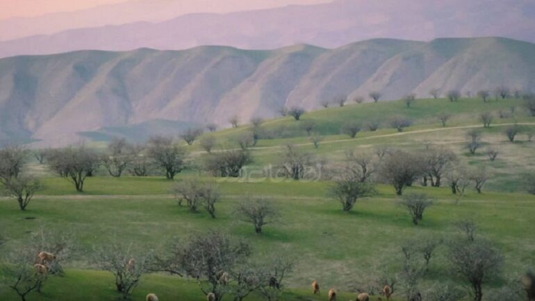 پسته بادغیس