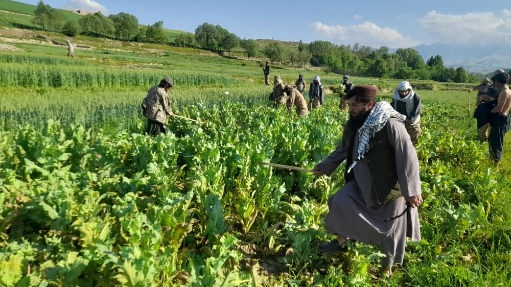 تخریب کشت تریاک